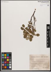 Foto von Salix reticulata L.